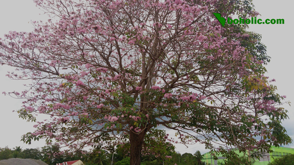 Cherry Blossom in Bohol?