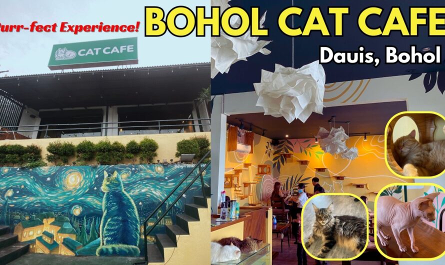 A Purr-fect Experience at Cat Cafe in Dauis, Bohol